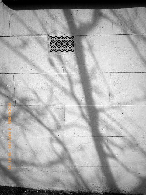 Bare branches thrown across a rendered wall. Made with Isochrome, B Grit 400.