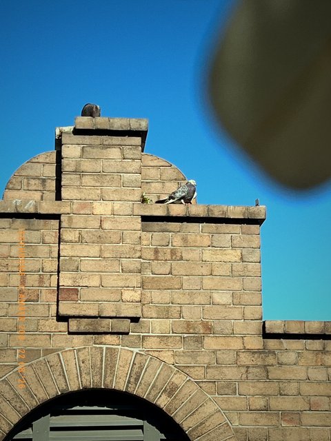 Pigeons on a brick gable. Made with Isochrome, C Amber 200.