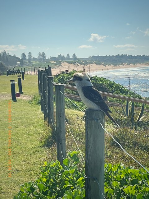 A kookaburra on a fence post above the beach. Made with Isochrome, C Natural 200.